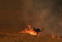 Catástrofe capitalista: Austrália em chamas