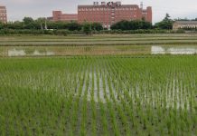 A agricultura capitalista e o Covid-19: uma combinação fatal