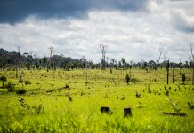 A FORMAÇÃO DE UM LATIFÚNDIO NA AMAZÔNIA
