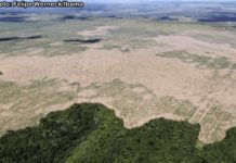 Desmatamento recorde na Amazônia dispara alarmes em todo o mundo