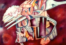 Prender Bolsonaro a partir da força das ruas